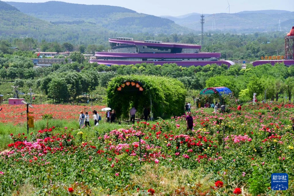 山东平阴玫瑰园